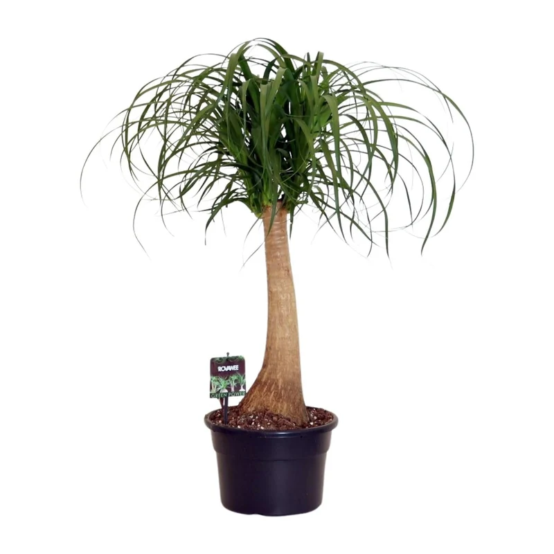 Beaucarnea Nolina – Elefantenfuß - 60-80 cm