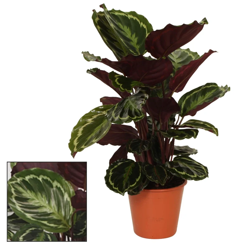 Calathea Medaillon – Medaillon-Korbmarante - 19 cm Topf, 75 cm hoch