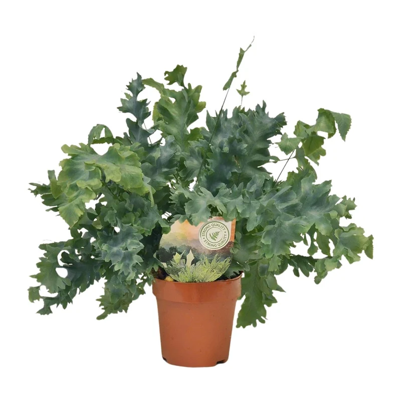 Phlebodium Davana – Davana-Farn - 35-60 cm