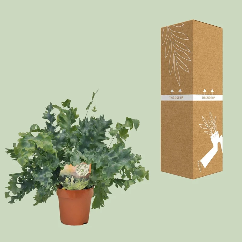Phlebodium Davana – Davana-Farn - 35-60 cm