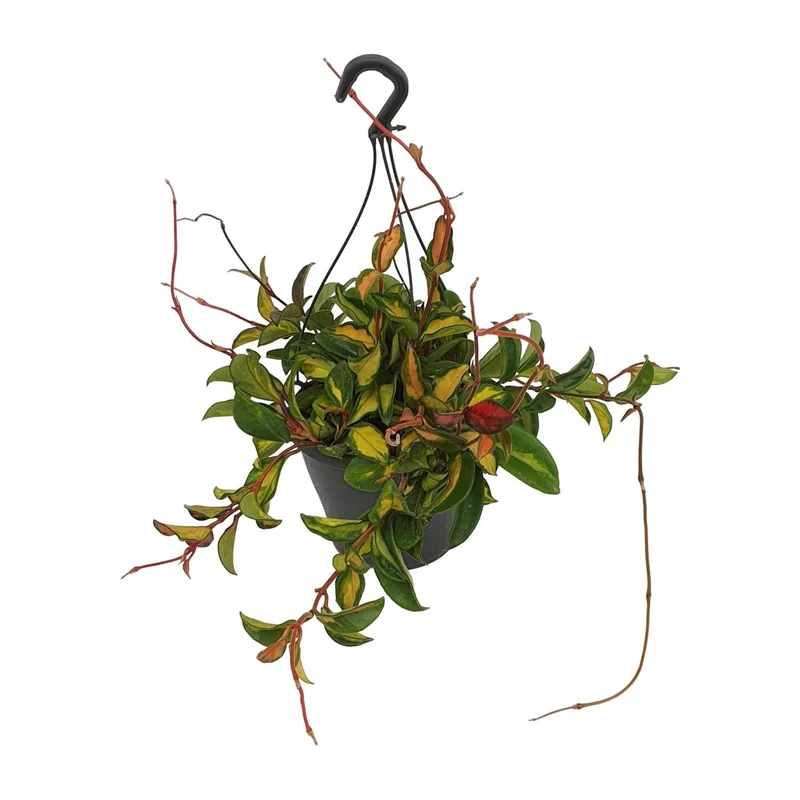 Hoya Carnosa ‘Tricolor’ – Wachsblume - 19 cm Topf, 20 cm hoch