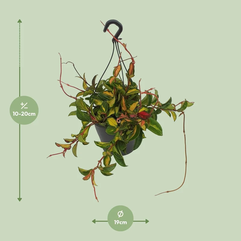 Hoya Carnosa ‘Tricolor’ – Wachsblume - 19 cm Topf, 20 cm hoch