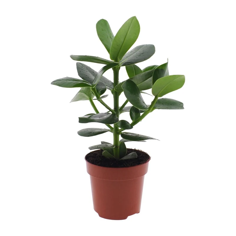 Clusia Rosea ‘Princess’ – Autogrammbaum - 15-60 cm