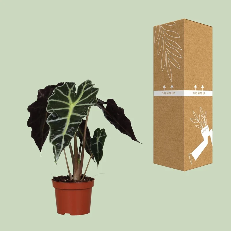 Alocasia Amazonica ‘Polly’ – Elefantenohr - 12 cm Topf, 30 cm hoch