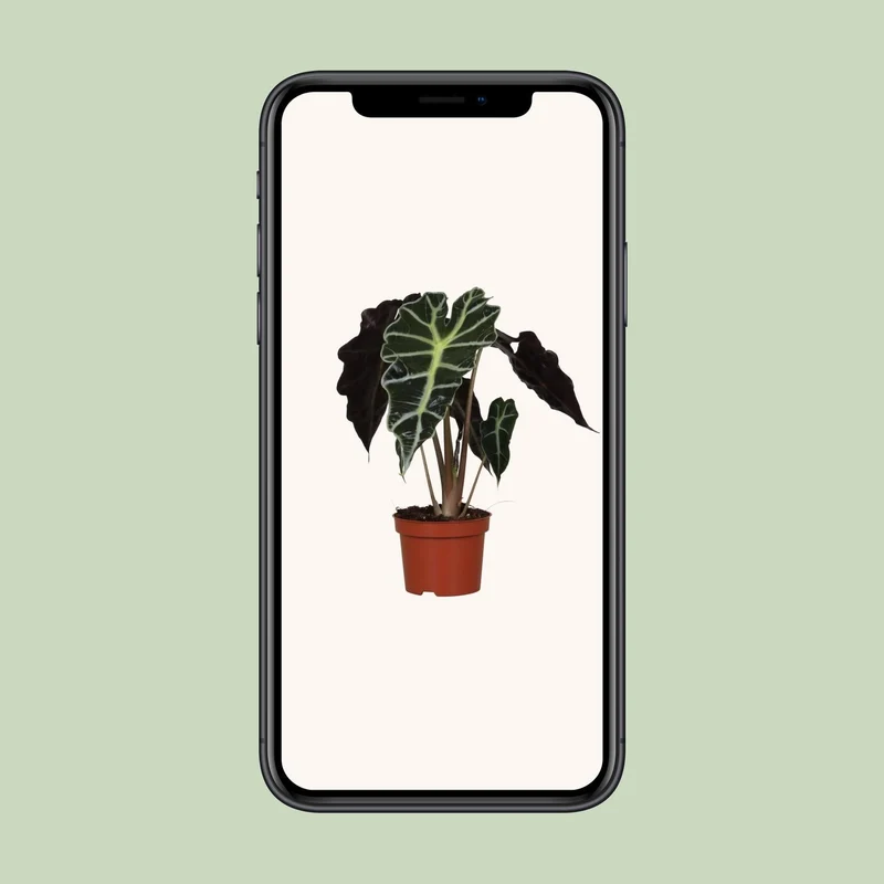 Alocasia Amazonica ‘Polly’ – Elefantenohr - 12 cm Topf, 30 cm hoch