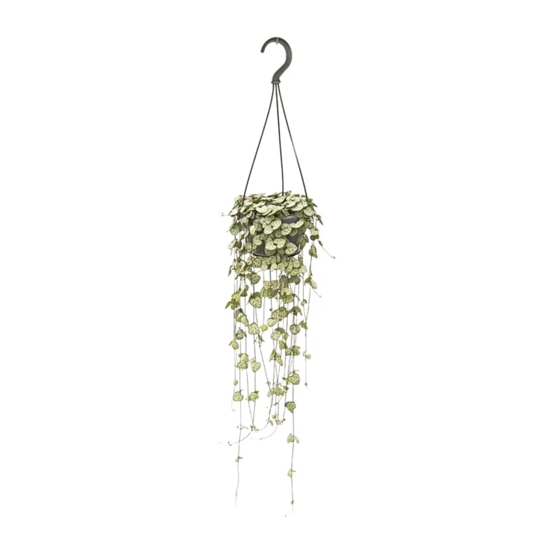 Ceropegia Woodii – Leuchterblume - 14 cm Topf, 50 cm hoch