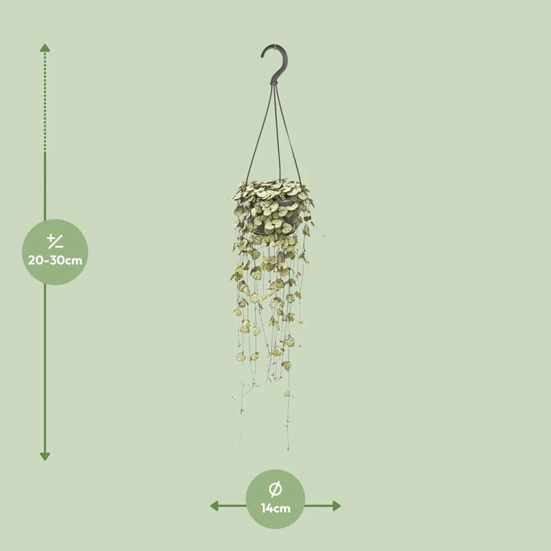 Ceropegia Woodii – Leuchterblume - 14 cm Topf, 50 cm hoch