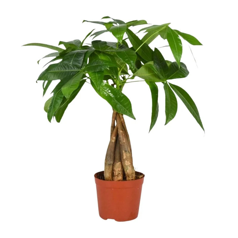Pachira Aquatica – Glückskastanie - 35-120 cm