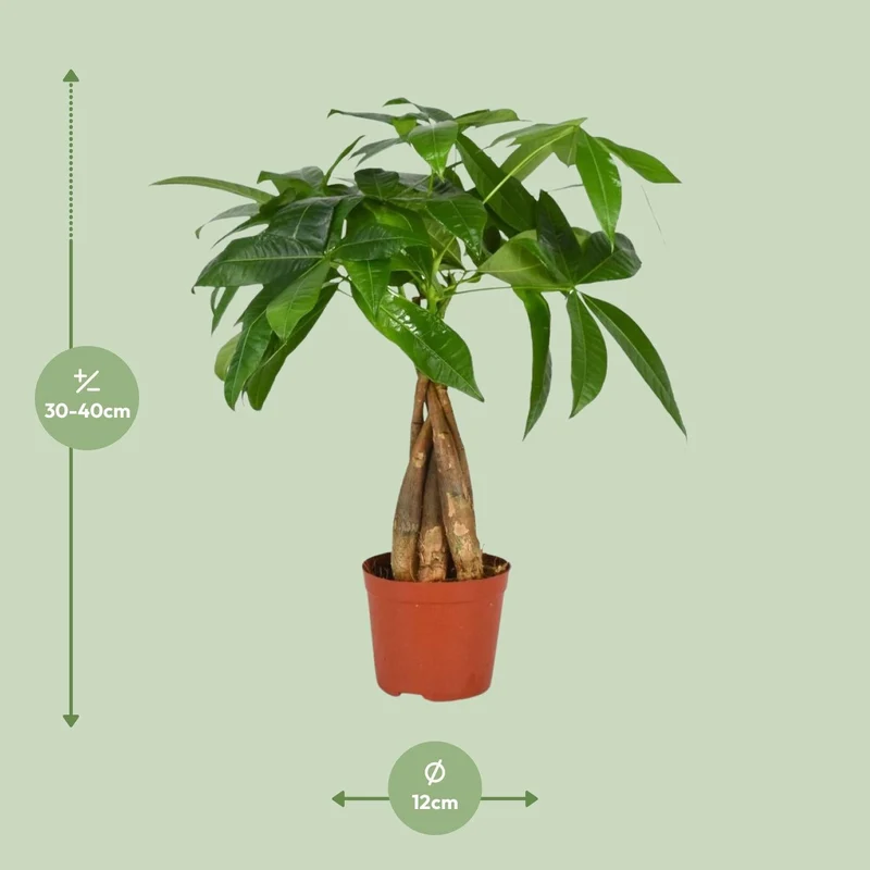 Pachira Aquatica – Glückskastanie - 35-120 cm