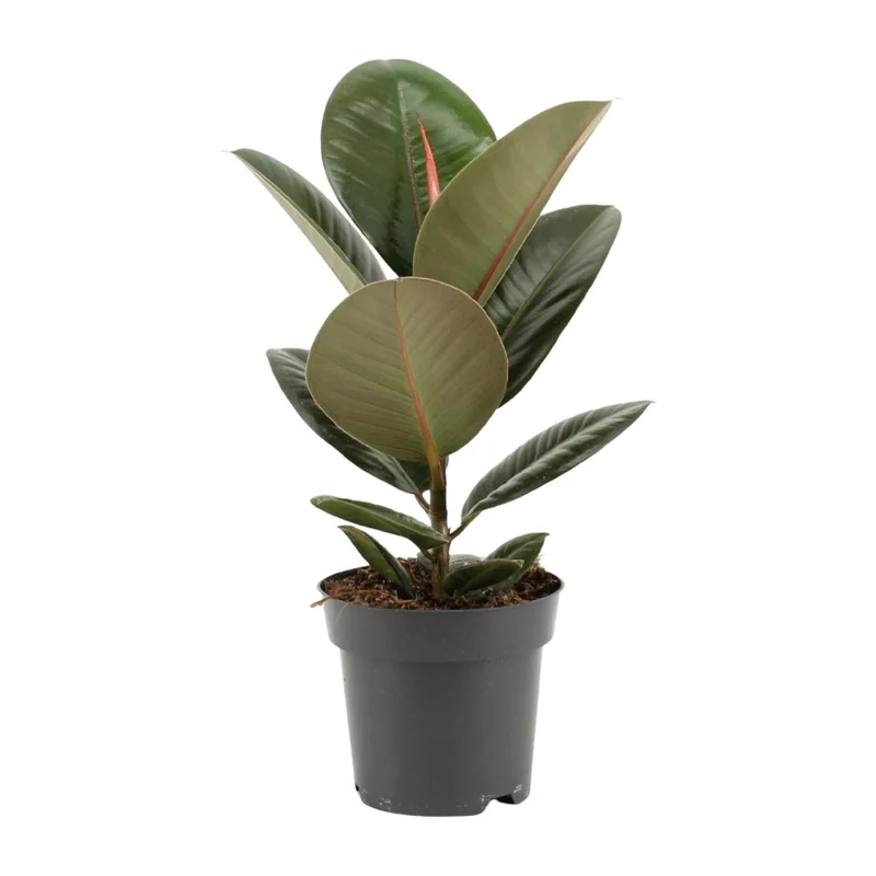 Ficus Elastica ‘Robusta’ – Gummibaum - 35-85 cm