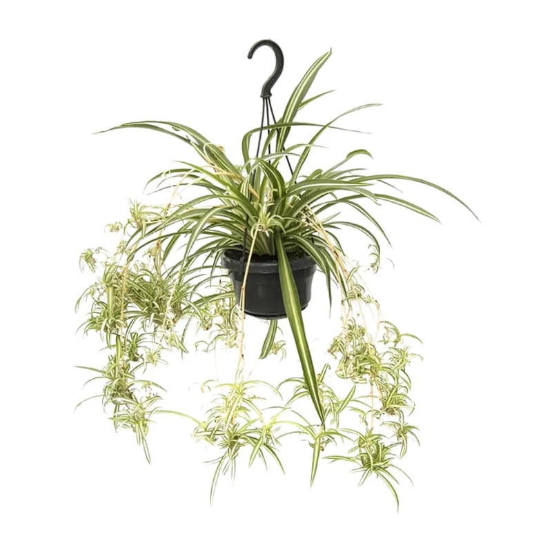 Chlorophytum Comosum ‘Variegatum’ – Grünlilie - 30-55 cm