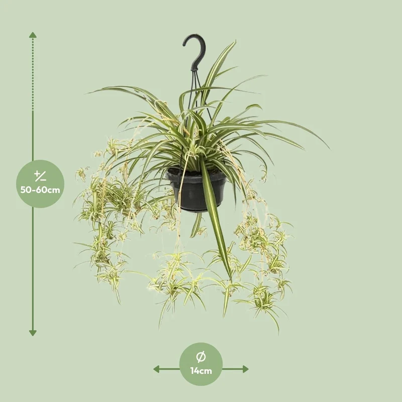 Chlorophytum Comosum ‘Variegatum’ – Grünlilie - 30-55 cm