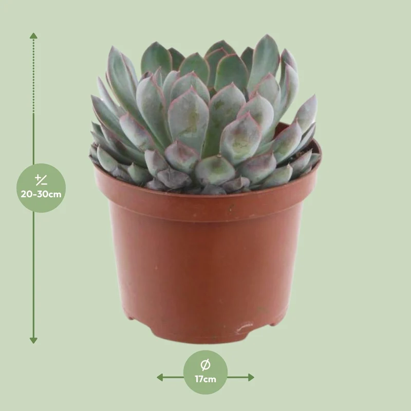 Echeveria Pelisuda – Rosetten-Sukkulente - 17 cm Topf, 30 cm hoch