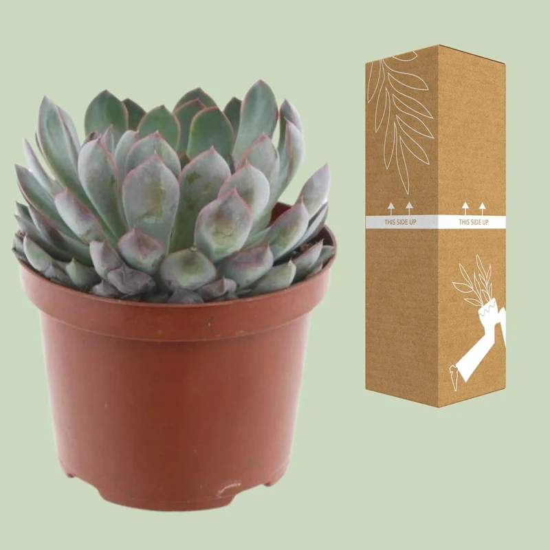 Echeveria Pelisuda – Rosetten-Sukkulente - 17 cm Topf, 30 cm hoch