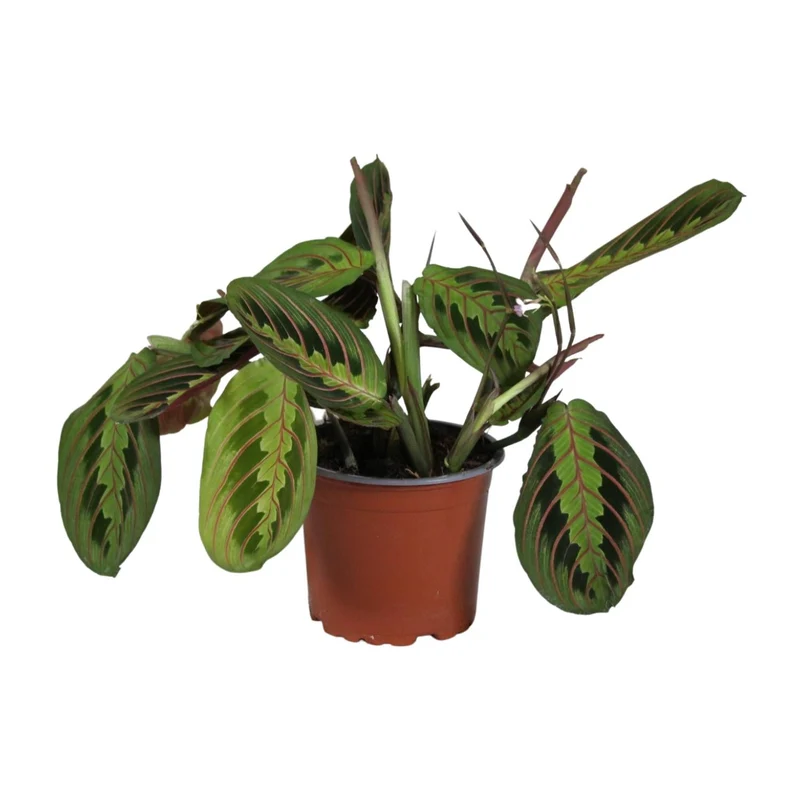 Maranta Leuconeura ‘Fascinator’ – Gebetspflanze - 12 cm Topf, 30 cm hoch