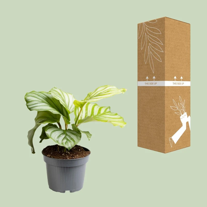 Calathea Orbifolia – Rundblatt-Korbmarante - 25-65cm