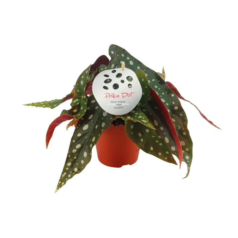 Begonia Maculata – Forellenbegonie - 12 cm Topf, 20 cm hoch