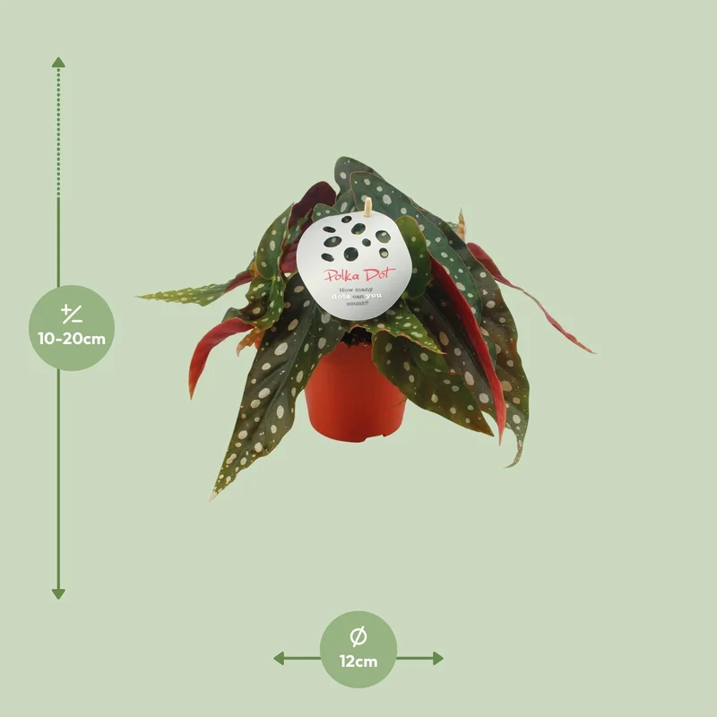 Begonia Maculata – Forellenbegonie - 12 cm Topf, 20 cm hoch