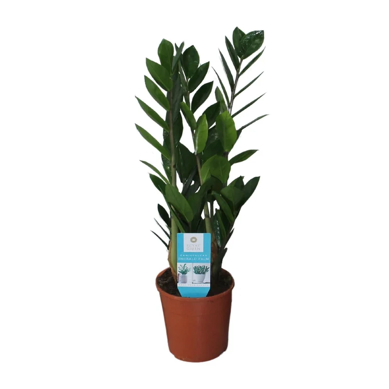 Zamioculcas Zamiifolia – Glücksfeder - 40-95 cm