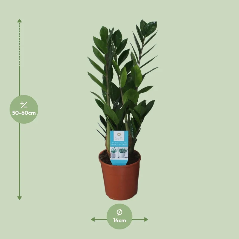 Zamioculcas Zamiifolia – Glücksfeder - 40-95 cm