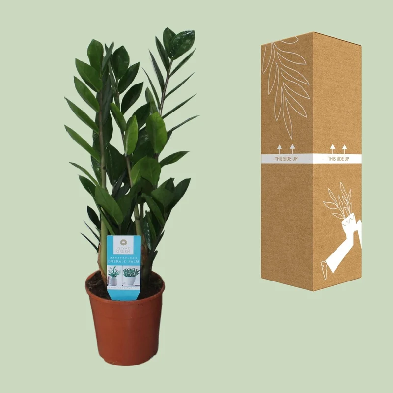 Zamioculcas Zamiifolia – Glücksfeder - 40-95 cm