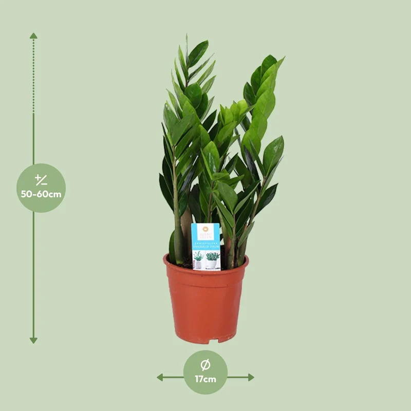 Zamioculcas Zamiifolia – Glücksfeder - 40-95 cm