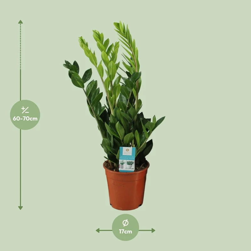Zamioculcas Zamiifolia – Glücksfeder - 40-95 cm