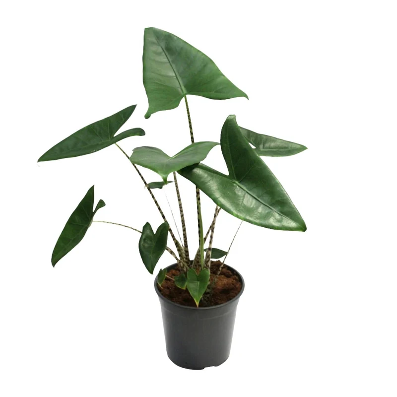 Alocasia Zebrina – Zebraleiter-Pfeilblatt - 75-80 cm