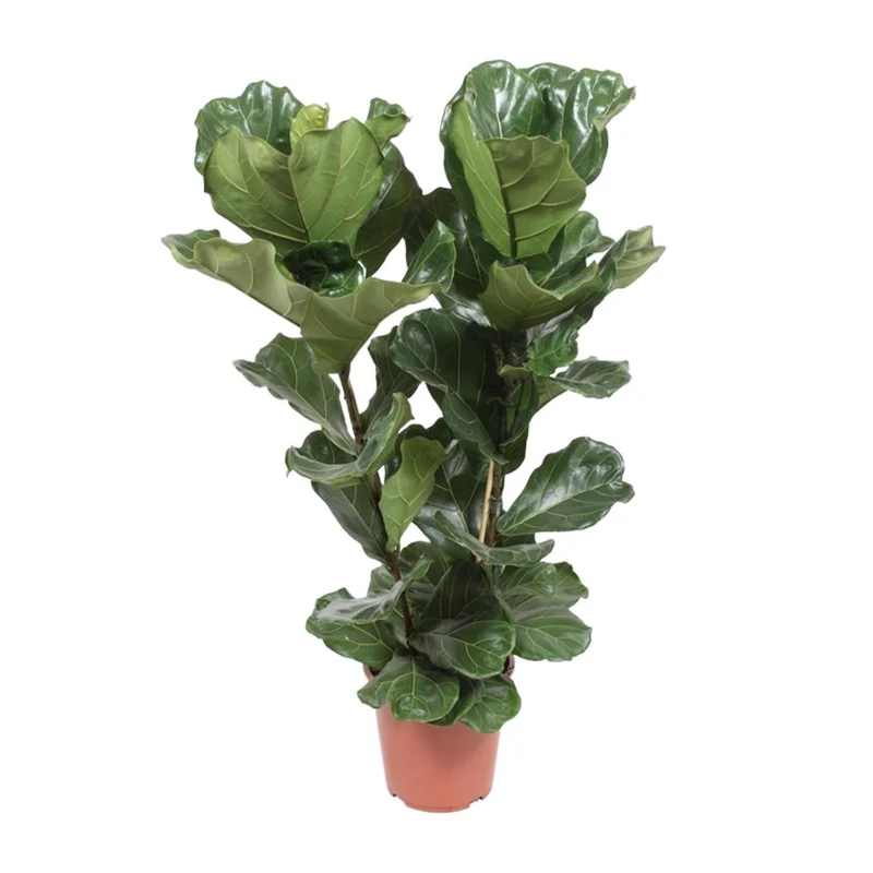 Ficus Lyrata – Geigenfeige - 30-130 cm