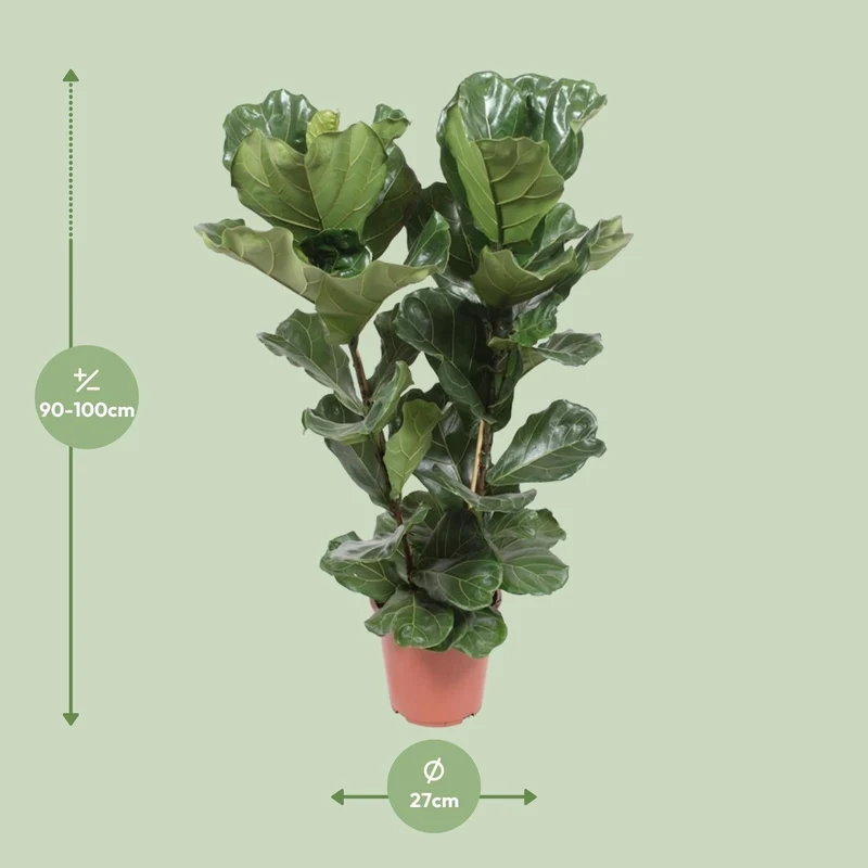 Ficus Lyrata – Geigenfeige - 30-130 cm