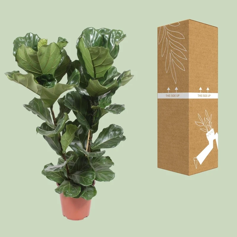 Ficus Lyrata – Geigenfeige - 30-130 cm