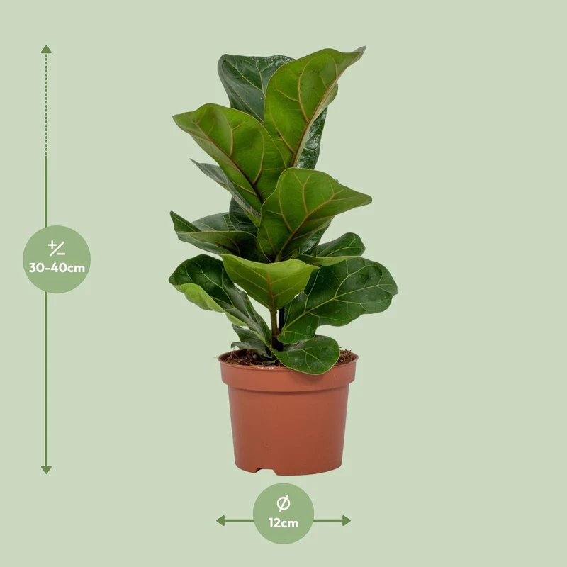 Ficus Lyrata – Geigenfeige - 30-130 cm