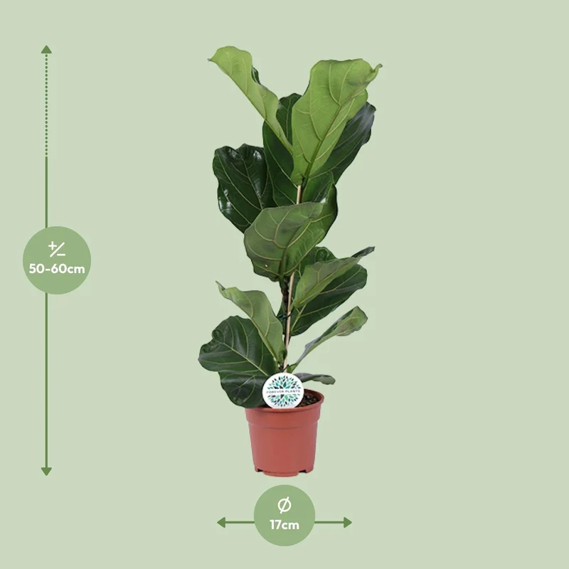Ficus Lyrata – Geigenfeige - 30-130 cm