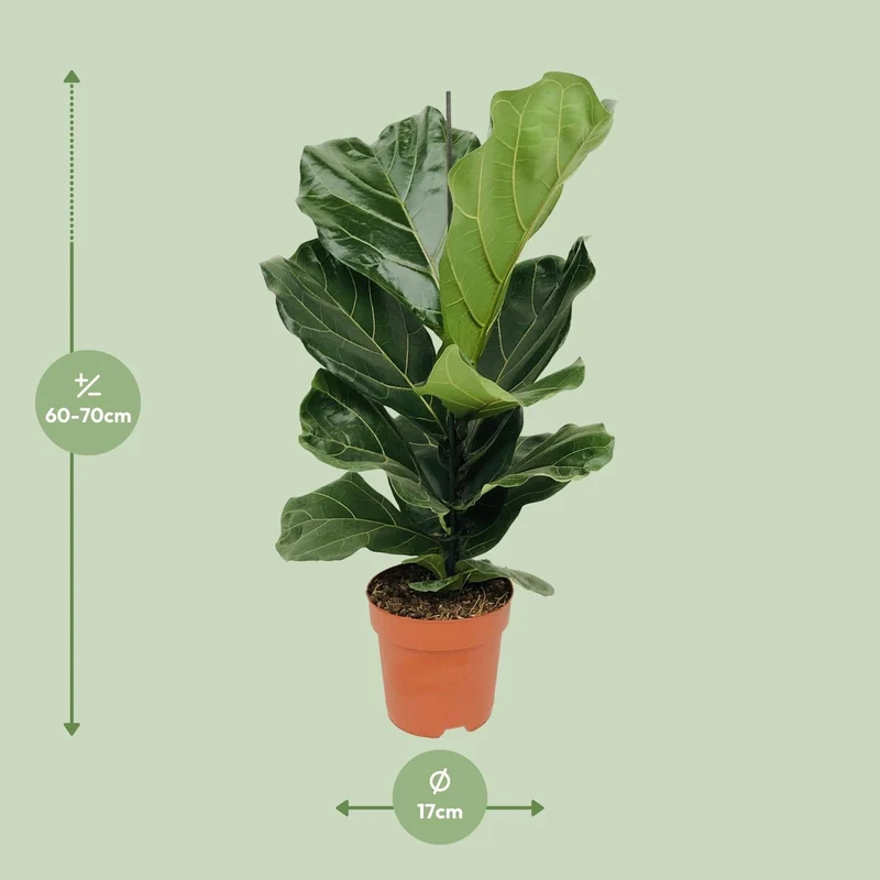 Ficus Lyrata – Geigenfeige - 30-130 cm