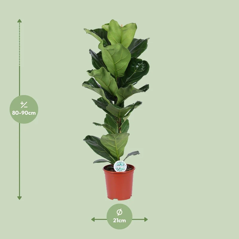 Ficus Lyrata – Geigenfeige - 30-130 cm