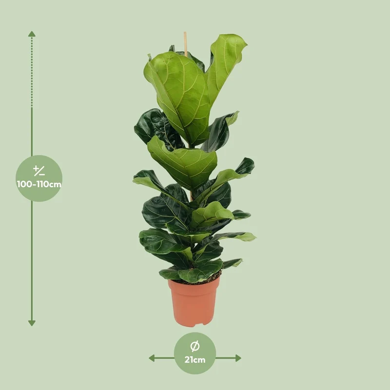 Ficus Lyrata – Geigenfeige - 30-130 cm
