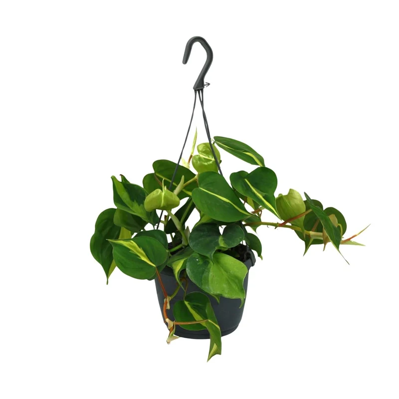 Philodendron Scandens ‘Brasil’ – Herzblatt-Philodendron - 15-120 cm