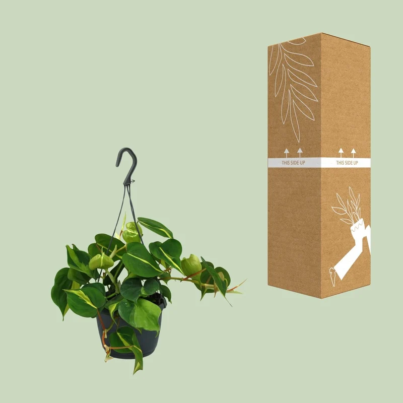 Philodendron Scandens ‘Brasil’ – Herzblatt-Philodendron - 15-120 cm