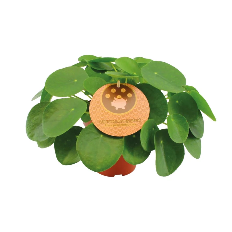 Pilea Peperomioides – Chinesischer Geldbaum - 15-30 cm