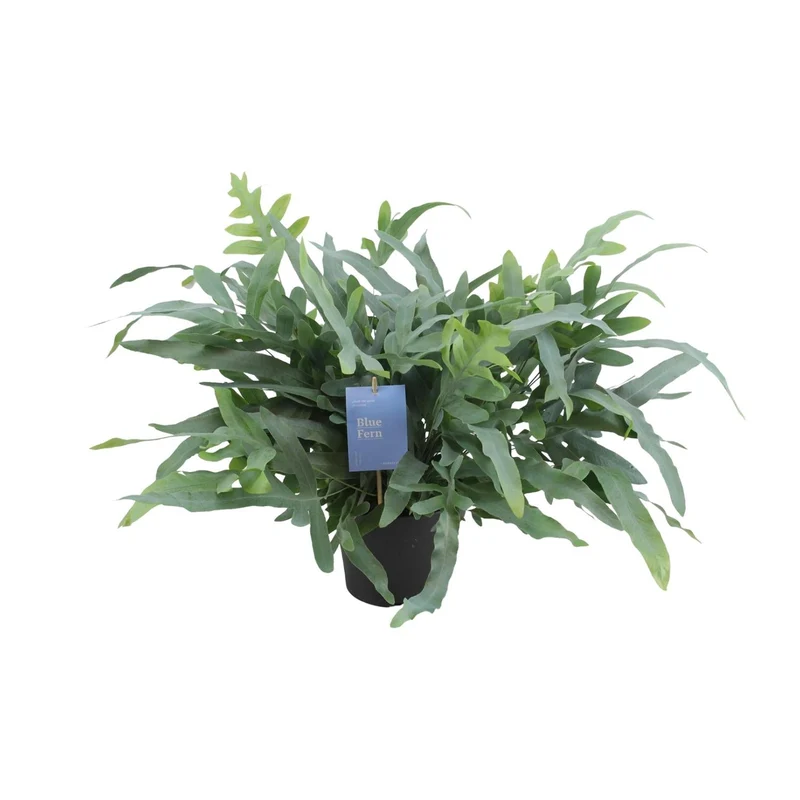 Phlebodium Aureum ‘Blue Star’ – Blaufarn - 17 cm Topf, 50 cm hoch