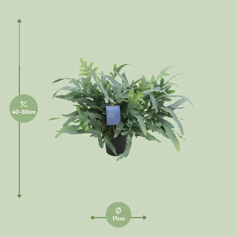 Phlebodium Aureum ‘Blue Star’ – Blaufarn - 17 cm Topf, 50 cm hoch