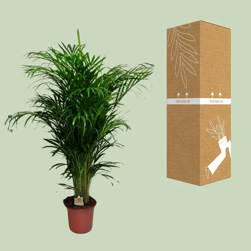Dypsis Lutescens – Areca Palme - 40-125 cm