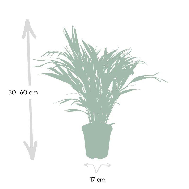Dypsis Lutescens – Areca Palme - 40-125 cm