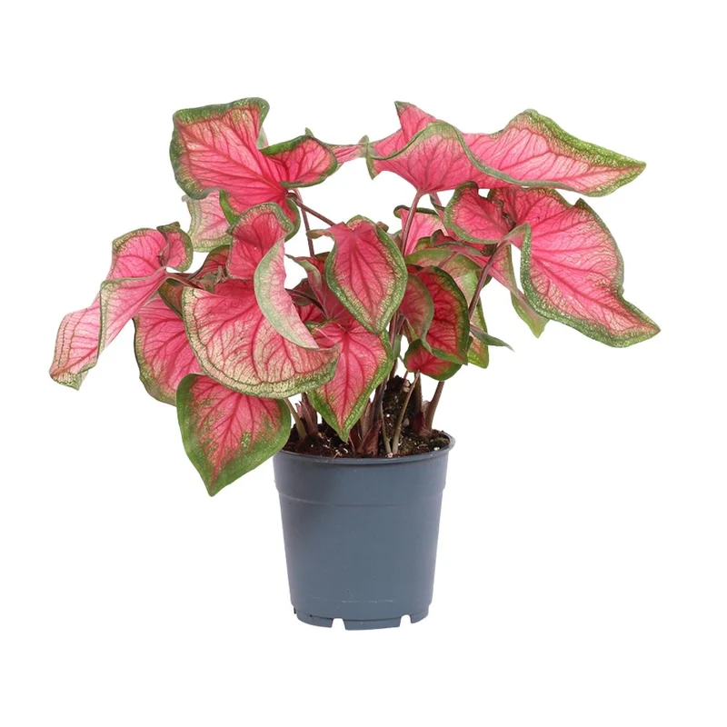 Caladium – Engelsflügel - 12cm - verschiedene Farben