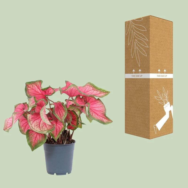 Caladium – Engelsflügel - 12cm - verschiedene Farben