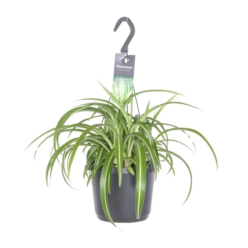 Chlorophytum Comosum ‘Bonnie’ – Grünlilie - 17 cm Topf, 35 cm hoch