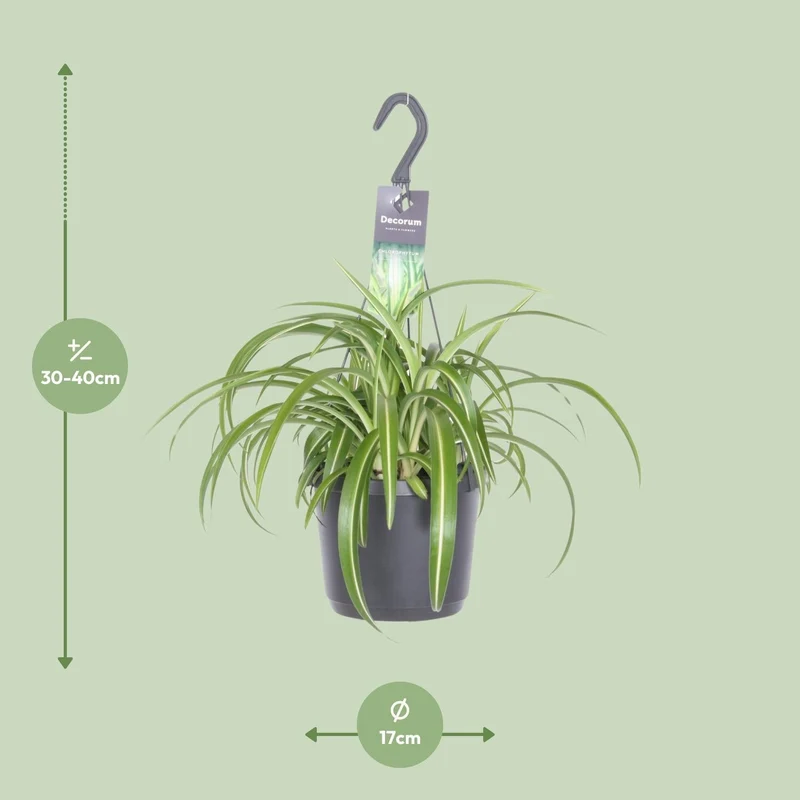 Chlorophytum Comosum ‘Bonnie’ – Grünlilie - 17 cm Topf, 35 cm hoch
