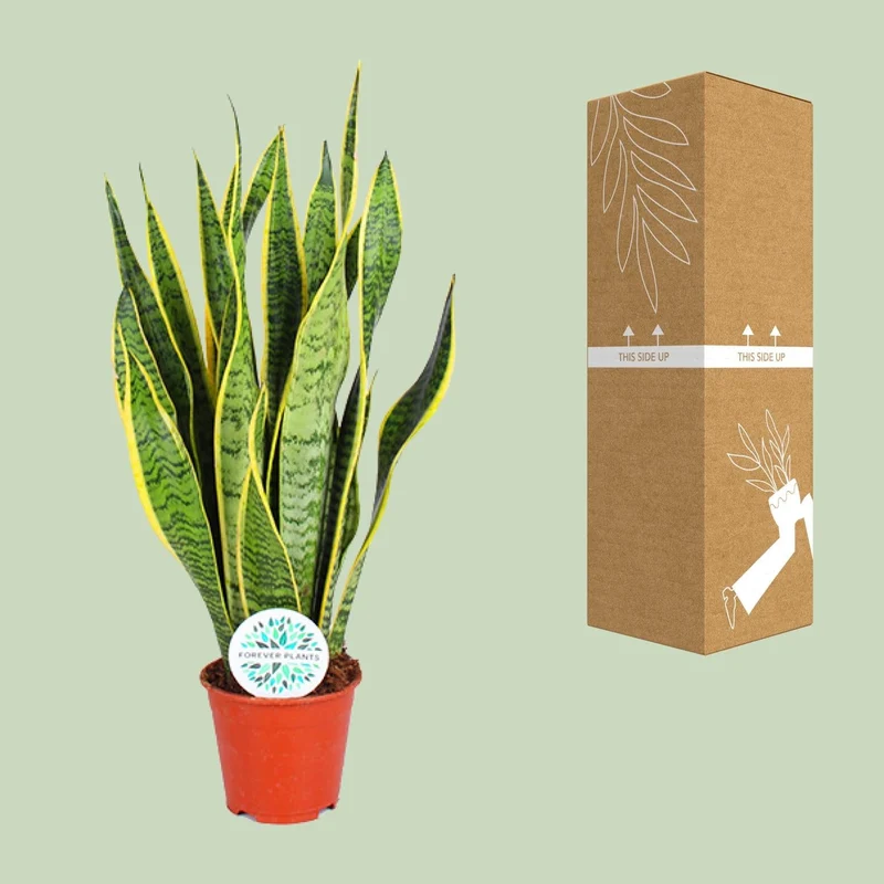 Sansevieria Trifasciata Laurentii – Bogenhanf - 40-84 cm