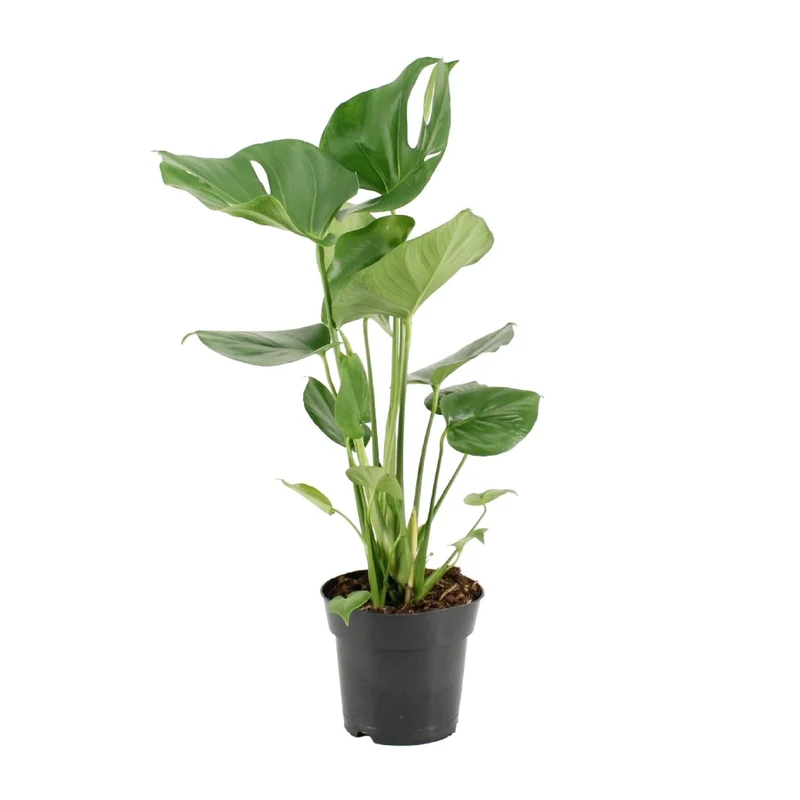 Monstera Deliciosa – Fensterblatt - 60-105 cm