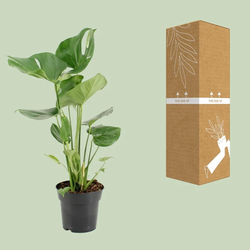 Monstera Deliciosa – Fensterblatt - 60-105 cm